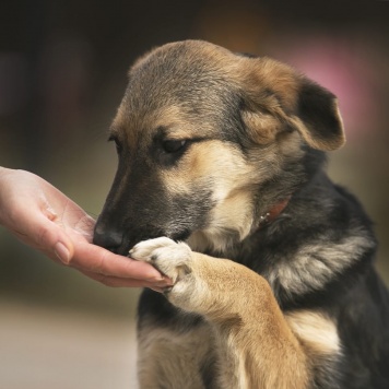 Собаки в добрые руки - Герда - 4