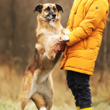 Собаки в добрые руки - Йося - 4