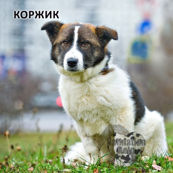 Собаки в добрые руки - Коржик - 2