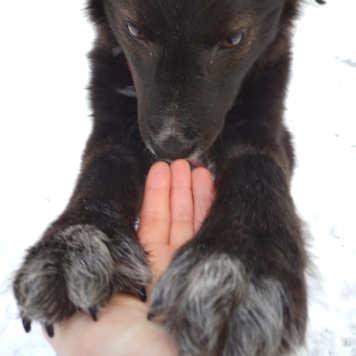 Собаки в добрые руки - Фрося - 3