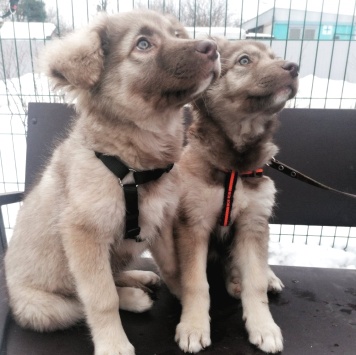 Собаки в добрые руки - Альпа и Аква