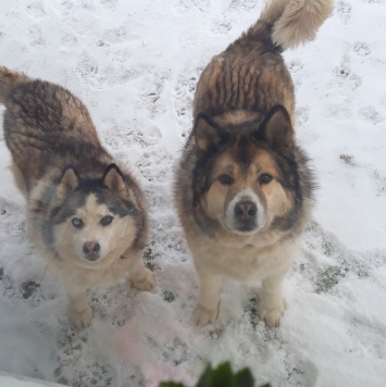 Собаки в добрые руки - Снежа и Кабачек