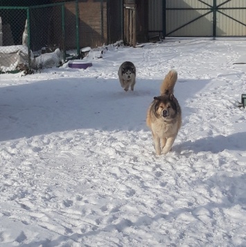 Собаки в добрые руки - Снежа и Кабачек - 1