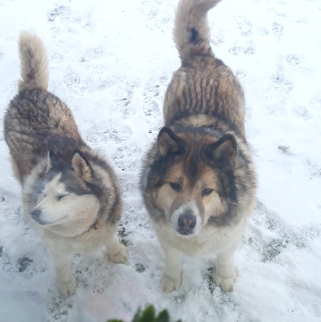 Собаки в добрые руки - Снежа и Кабачек - 2
