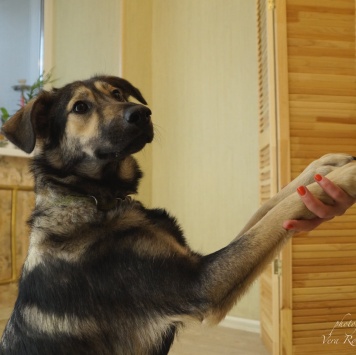 Собаки в добрые руки - Лилу - 3