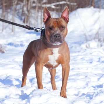 Собаки в добрые руки - Марсель