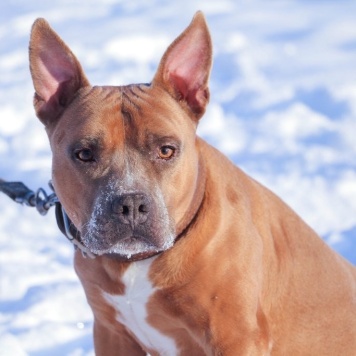 Собаки в добрые руки - Марсель - 1