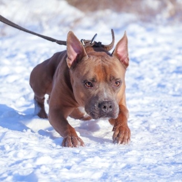Собаки в добрые руки - Марсель - 3