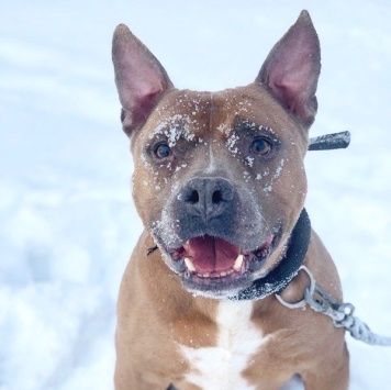 Собаки в добрые руки - Марсель - 4