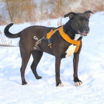 Собаки в добрые руки - Герань - 1