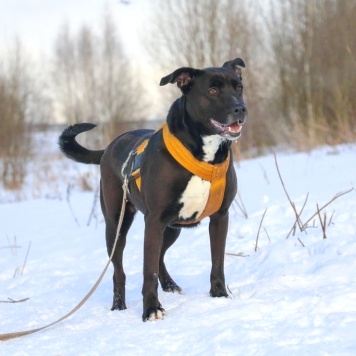 Собаки в добрые руки - Герань - 2