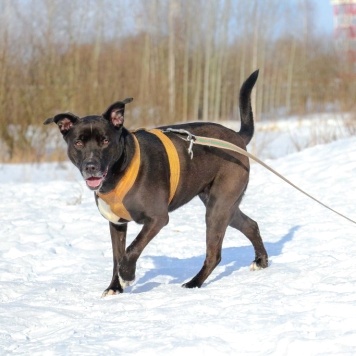 Собаки в добрые руки - Герань - 3