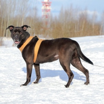 Собаки в добрые руки - Герань - 4