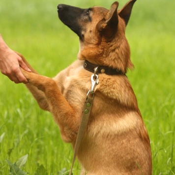 Собаки в добрые руки - Ника - 4