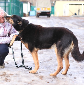 Собаки в добрые руки - Байкал - 2