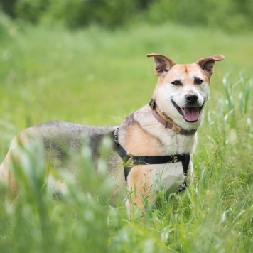 Марта - Собаки в добрые руки