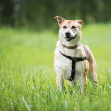 Собаки в добрые руки - Марта - 1