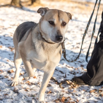 Собаки в добрые руки - Марта - 1