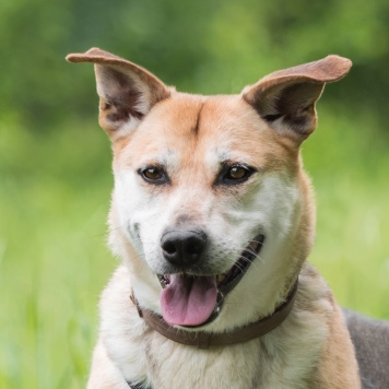 Собаки в добрые руки - Марта - 2