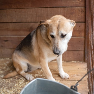 Собаки в добрые руки - Марта - 2