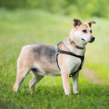 Собаки в добрые руки - Марта - 3