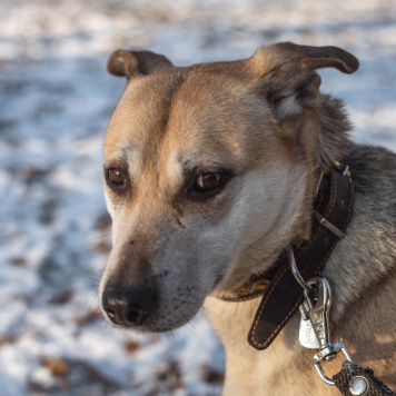 Собаки в добрые руки - Марта - 3