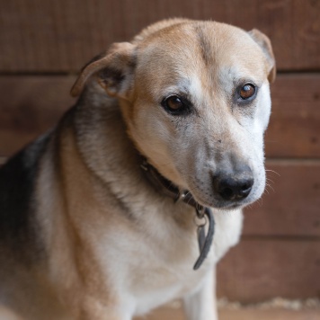 Собаки в добрые руки - Марта - 4