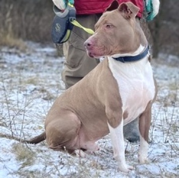 Винсент - Собаки в добрые руки