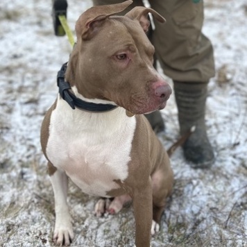 Собаки в добрые руки - Винсент - 2