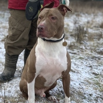 Собаки в добрые руки - Винсент - 3