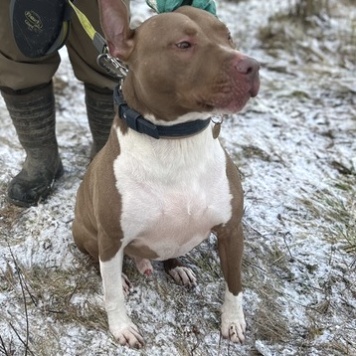 Собаки в добрые руки - Винсент - 4