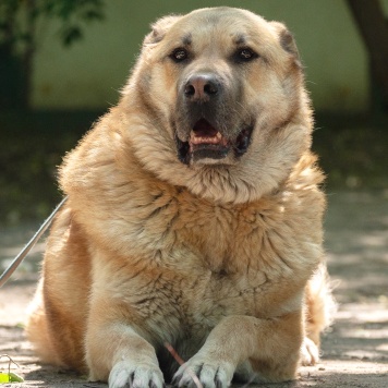 Собаки в добрые руки - Кохинор - 4