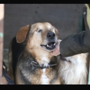 Собаки в добрые руки - Ослепительный Макс - 3