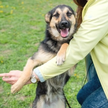 Амели - Собаки в добрые руки