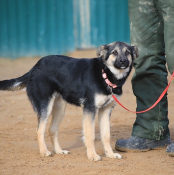 Собаки в добрые руки - Амели - 2