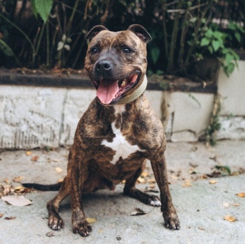 Собаки в добрые руки - Ярил