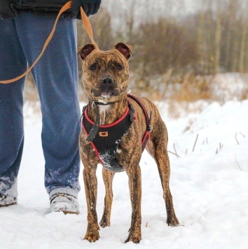 Собаки в добрые руки - Ярил - 1