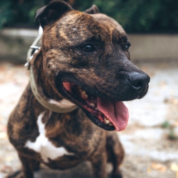 Собаки в добрые руки - Ярил - 1