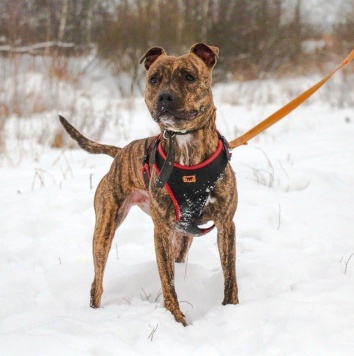 Собаки в добрые руки - Ярил - 2