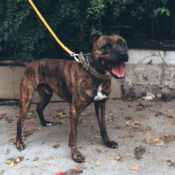 Собаки в добрые руки - Ярил - 2