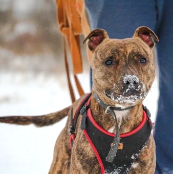 Собаки в добрые руки - Ярил - 3