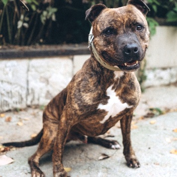 Собаки в добрые руки - Ярил - 3