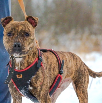 Собаки в добрые руки - Ярил - 4