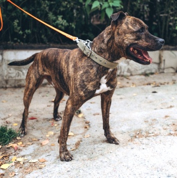 Собаки в добрые руки - Ярил - 4