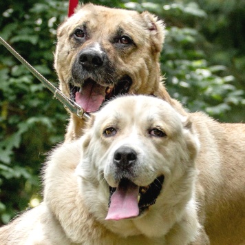 Собаки в добрые руки - Бирма и Буран