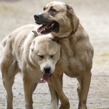 Собаки в добрые руки - Бирма и Буран - 1