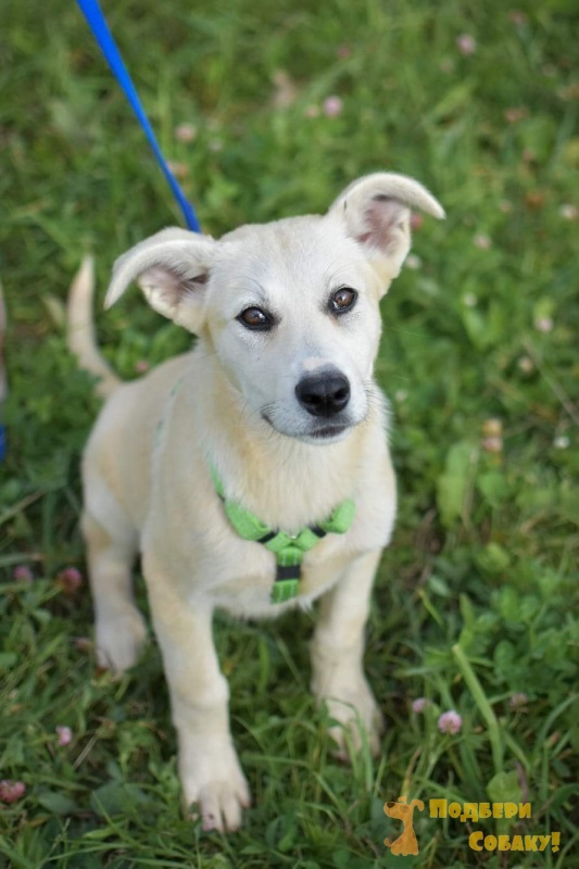 Да не ори ты. Собака это все таки собаками. Да не ори ты. Таки собака. Сиба-ину и акита.