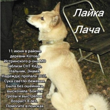 Пропавшие собаки - Лача - 1