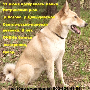 Пропавшие собаки - Лача - 2