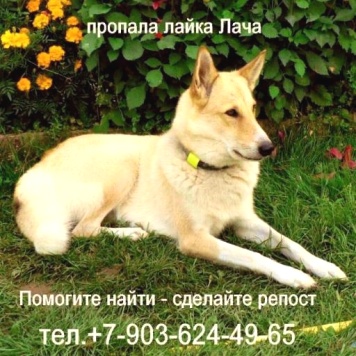 Пропавшие собаки - Лача - 3